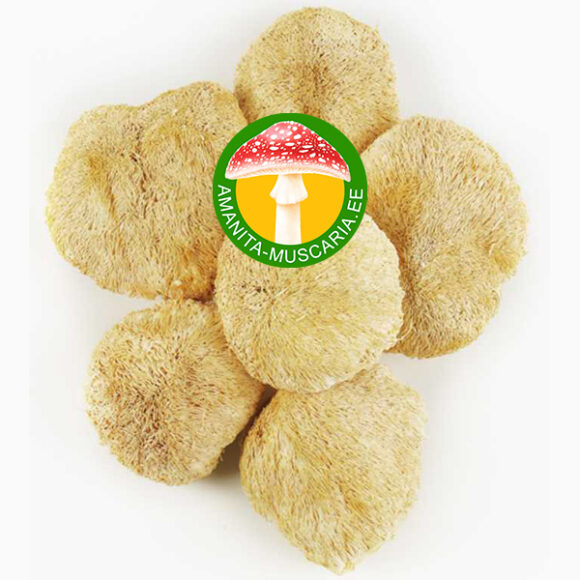 Lõvilakk (Lion's mane) - (100 gr.)