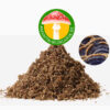 Trametes versicolor (reishi seene) pulber - (100gr.)